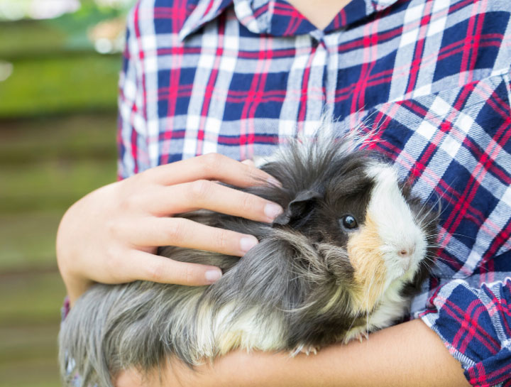 Lexington Small Animal Veterinarian